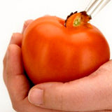 Descorazonador de Tomate Acero Inoxidable 10,5 cm Set 12 Piezas Browne